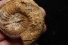 belle ammonite sciée avec loges en quartz - jurassique - Normandie, FRANCE