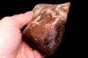 Meteorite Ordinary Chondrite, NWA, Sahara