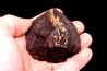 Météorite Chondrite ordinaire, NWA, Sahara