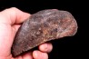Meteorite Ordinary Chondrite, NWA, Sahara
