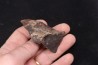 Meteorite Ordinary Chondrite, NWA, Sahara