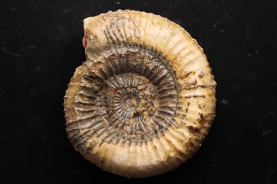 Catacoeloceras crassum - Toarcien - Brionnais, France