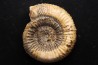 Catacoeloceras crassum - Toarcien - Brionnais, France