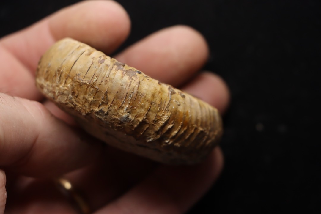 Catacoeloceras crassum - Toarcien - Brionnais, France