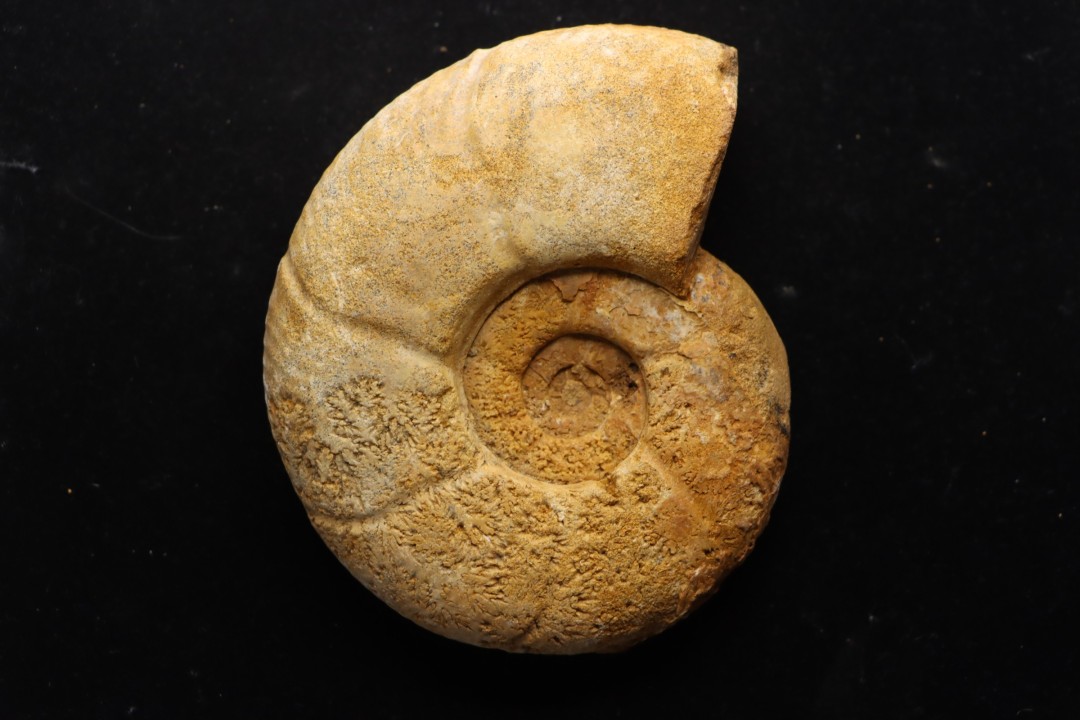 Puzosia compressa - Cenomanien - Atsimo- Andrefana, Madagascar