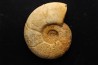 Puzosia compressa - Cenomanien - Atsimo- Andrefana, Madagascar