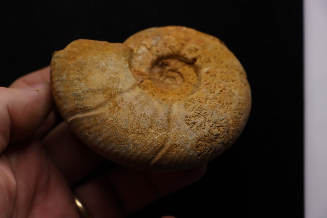 Puzosia compressa - Cenomanien - Atsimo- Andrefana, Madagascar