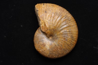 Phylloceras Semiplicatum (L.F. Spath)   Callovien  Région Atsimo-Andrefana, Madagascar