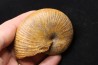 Phylloceras Semiplicatum (L.F. Spath) Callovien Région Atsimo-Andrefana, Madagascar