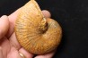 Phylloceras Semiplicatum (L.F. Spath) Callovien Région Atsimo-Andrefana, Madagascar