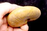 Phylloceras Semiplicatum (L.F. Spath) Callovien Région Atsimo-Andrefana, Madagascar