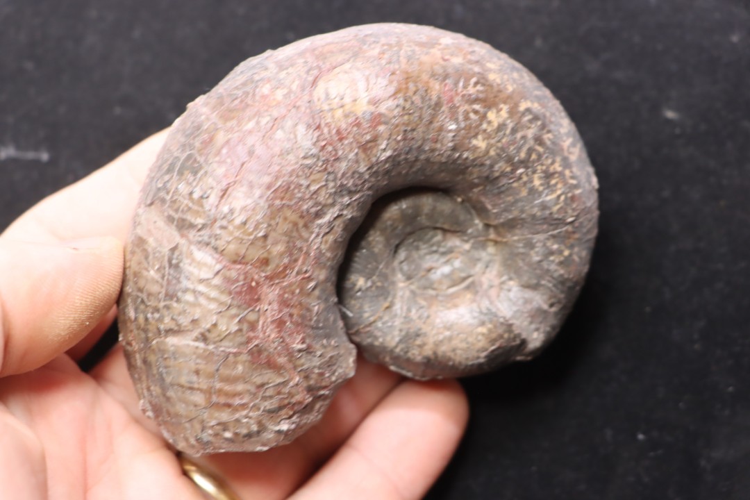 LYTOCERAS CORNUCOPIAE   toarcien  Belmont - France