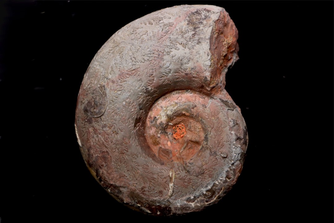 Perilytoceras jurense (Zieten) Toarcien Roanne - FRANCE