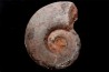 Perilytoceras jurense (Zieten) Toarcien Roanne - FRANCE