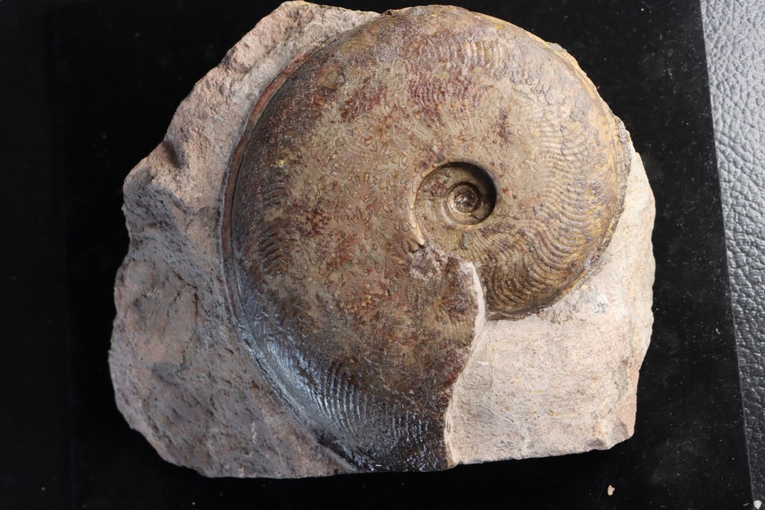 Harpoceras subplanatum - TOARCIEN - Carriere Belmont - LYON - FRANCE