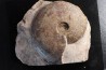 Harpoceras subplanatum - TOARCIEN - Carriere Belmont - LYON - FRANCE
