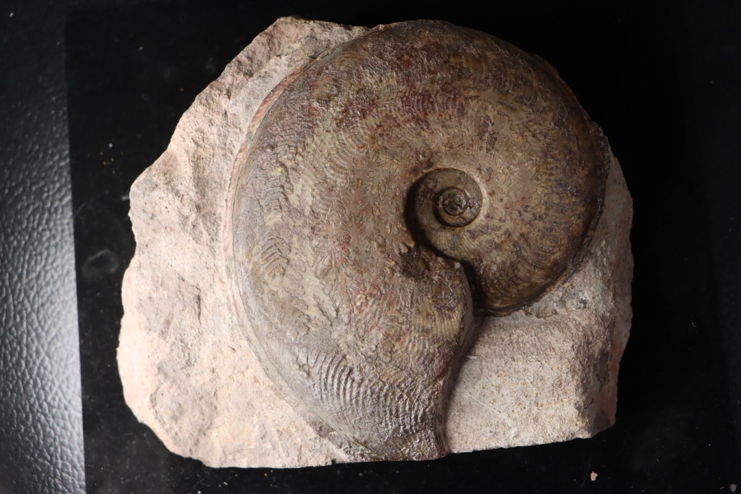 Harpoceras subplanatum - TOARCIEN - Carriere Belmont - LYON - FRANCE