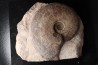Harpoceras subplanatum - TOARCIEN - Carriere Belmont - FRANCE