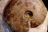 Harpoceras subplanatum - TOARCIEN - Carriere Belmont - FRANCE