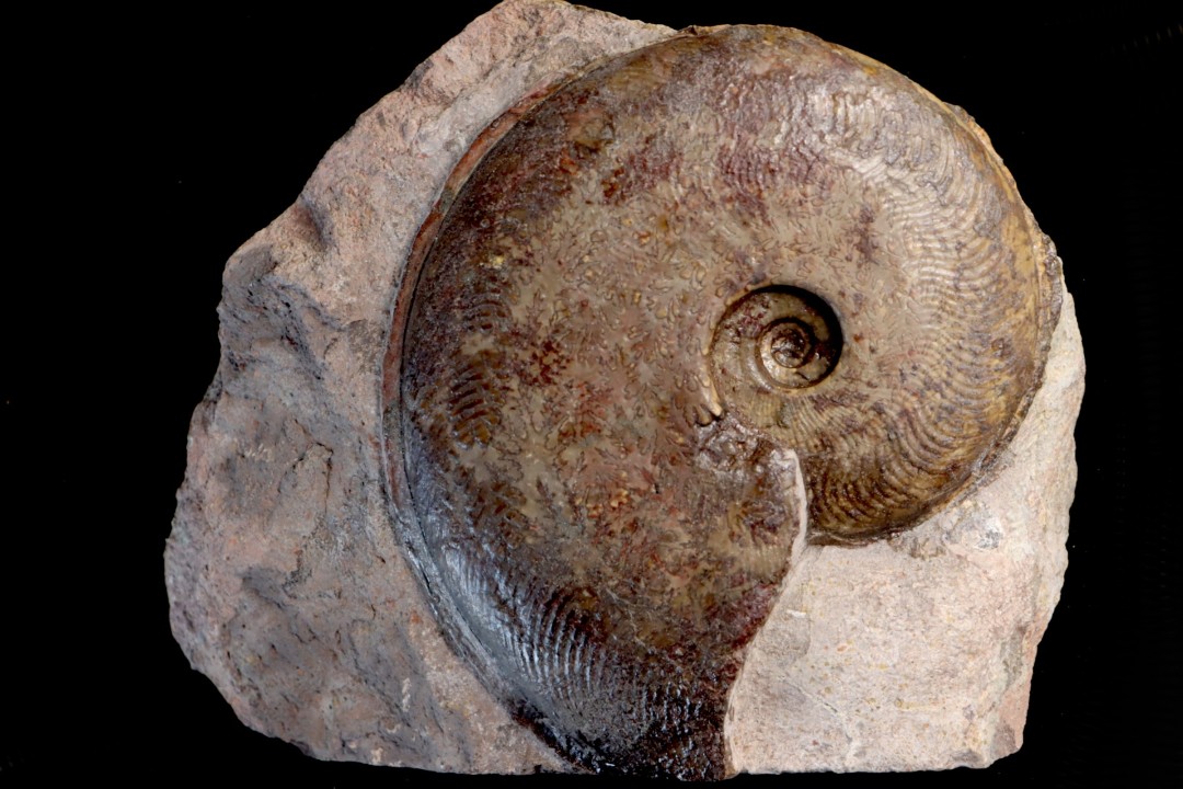 Harpoceras subplanatum - TOARCIEN - Carriere Belmont - FRANCE