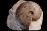 Harpoceras subplanatum - TOARCIEN - Carriere Belmont - FRANCE