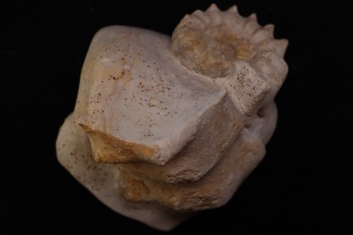 Peltoceras athleta - callovien supérieur - Montreuil-Bellay - FRANCE