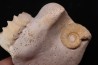 Peltoceras athleta - callovien supérieur - Montreuil-Bellay - FRANCE