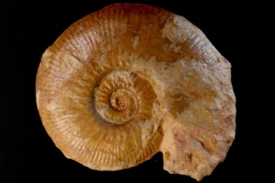 Planammatoceras tenuinsigne  (Vacek, 1886)  AALENIEN  Carrière Belmont - LYON - FRANCE