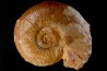Planammatoceras tenuinsigne (Vacek, 1886) AALENIEN Carrière Belmont - LYON - FRANCE