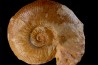 Planammatoceras tenuinsigne (Vacek, 1886) AALENIEN Carrière Belmont - LYON - FRANCE