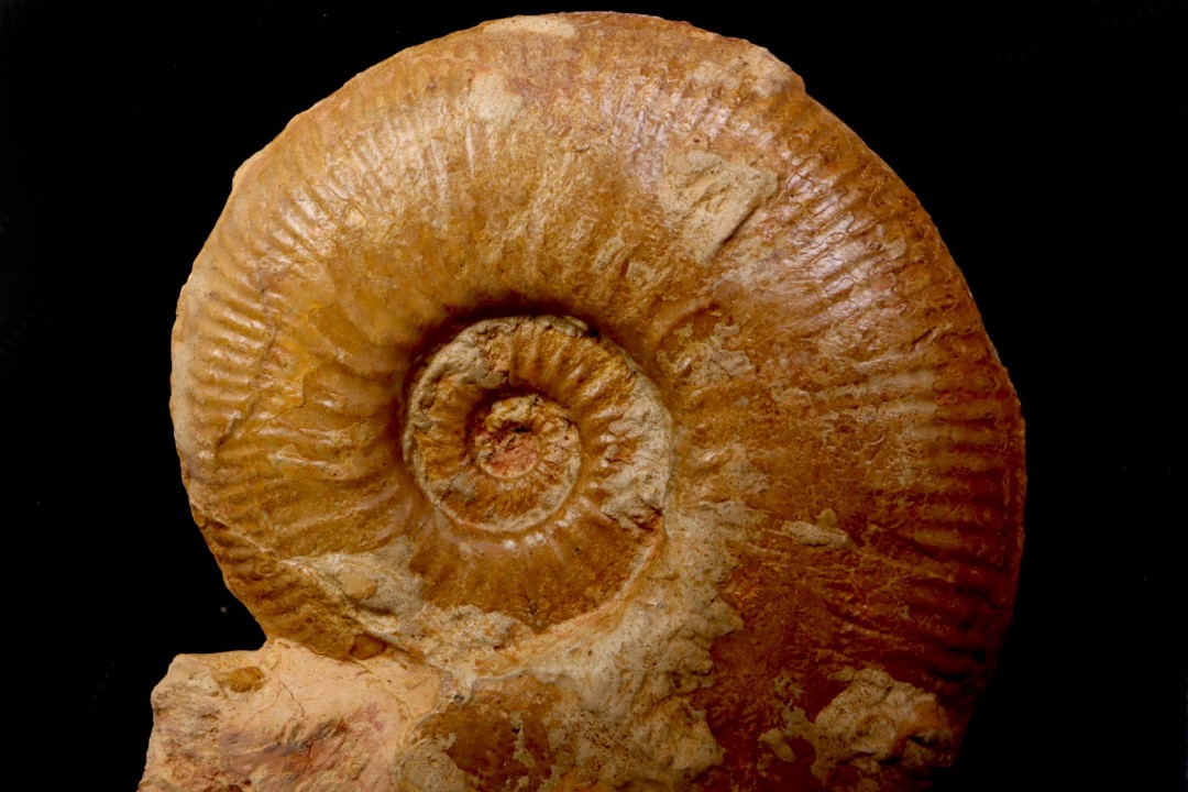 Planammatoceras tenuinsigne  (Vacek, 1886)  AALENIEN  Carrière Belmont - LYON - FRANCE