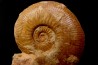 Planammatoceras tenuinsigne (Vacek, 1886) AALENIEN Carrière Belmont - LYON - FRANCE