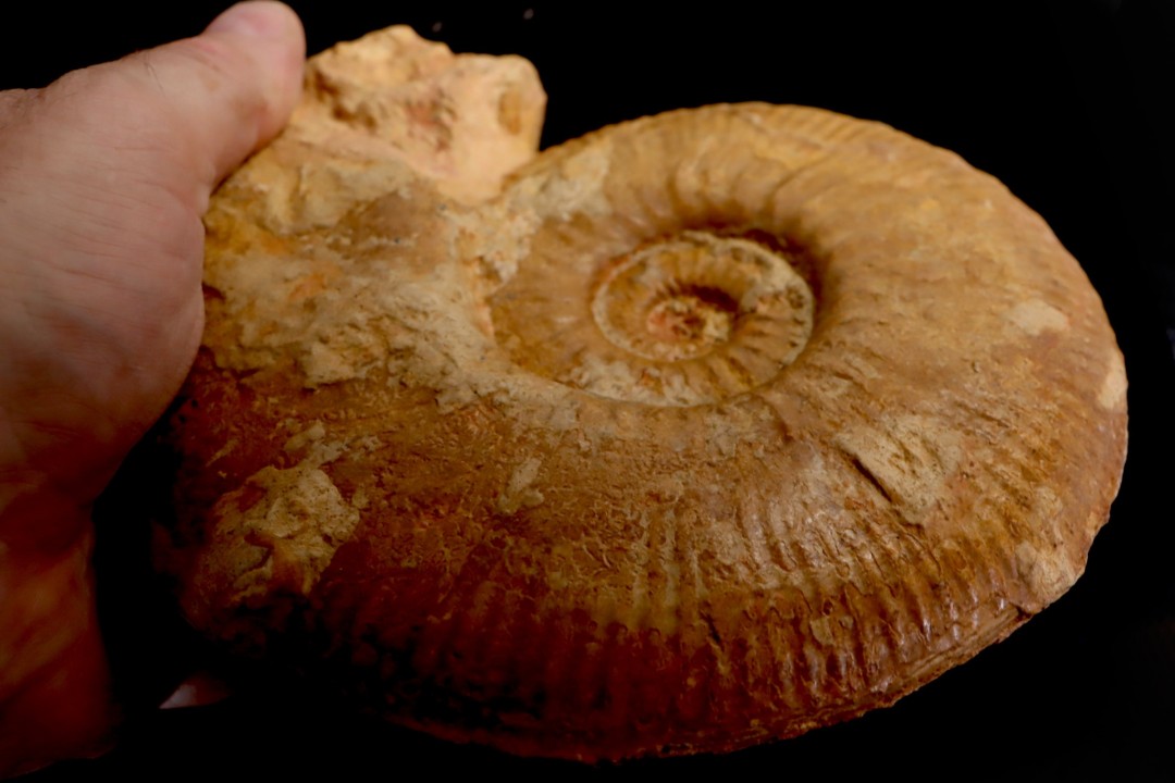 Planammatoceras tenuinsigne  (Vacek, 1886)  AALENIEN  Carrière Belmont - LYON - FRANCE
