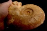Planammatoceras tenuinsigne (Vacek, 1886) AALENIEN Carrière Belmont - LYON - FRANCE
