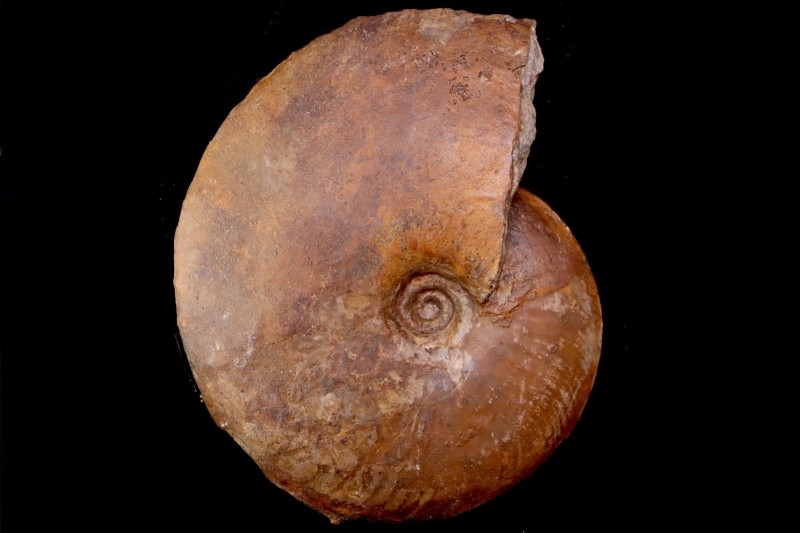 Gleviceras subguilbalianum - upper Sinemurian - Pulnoy, FRANCE