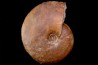 Gleviceras subguilbalianum - upper Sinemurian - Pulnoy, FRANCE
