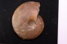 Gleviceras subguilbalianum - upper Sinemurian - Pulnoy, FRANCE