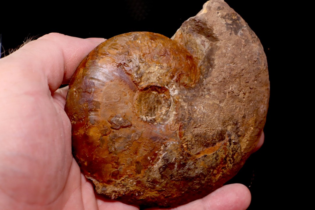 Gleviceras subguilbalianum - upper Sinemurian  - Pulnoy, FRANCE