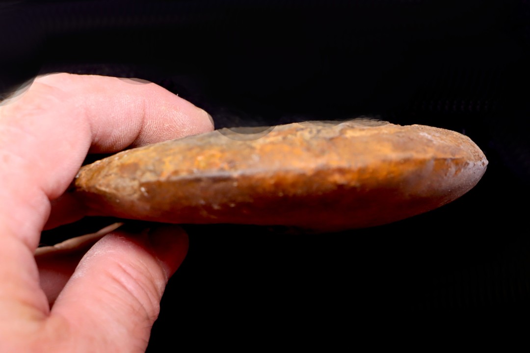Gleviceras subguilbalianum - upper Sinemurian  - Pulnoy, FRANCE