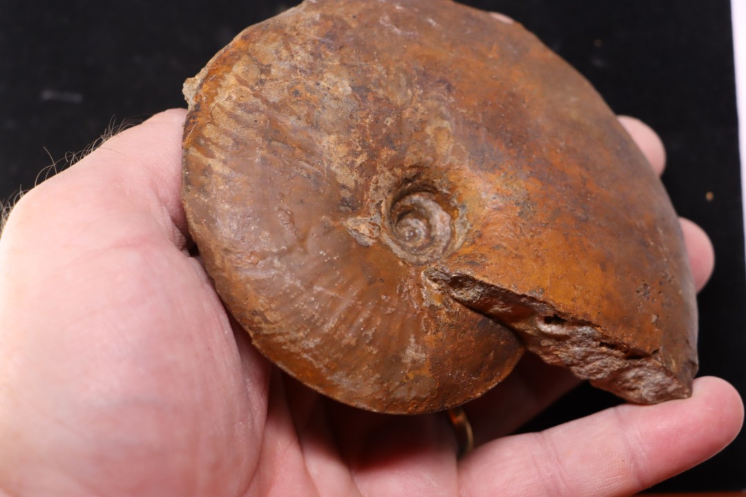Gleviceras subguilbalianum - upper Sinemurian  - Pulnoy, FRANCE