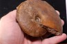 Gleviceras subguilbalianum - Sinémurien supérieur - Pulnoy,  FRANCE