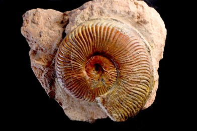 Pseudogrammoceras aff. fallaciosum - TOARCIEN - Carriere Belmont - FRANCE