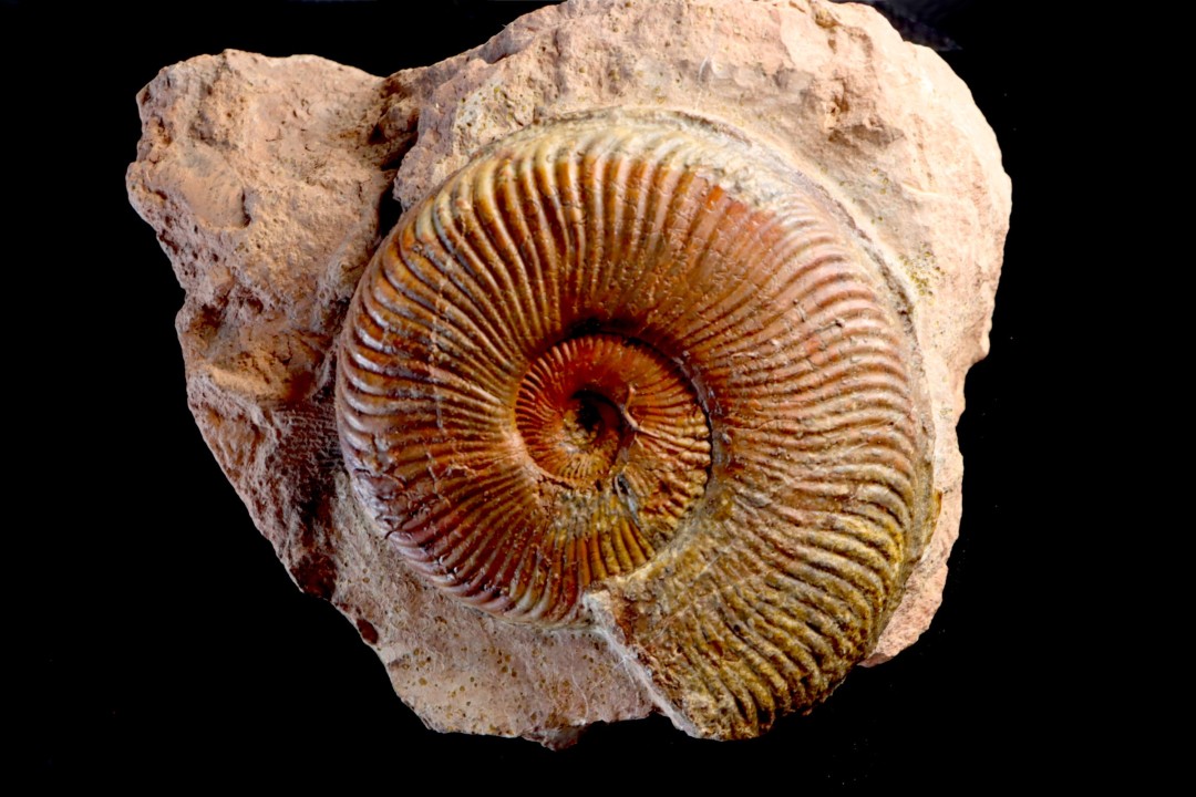 Pseudogrammoceras aff. fallaciosum - TOARCIEN - Carriere Belmont - FRANCE
