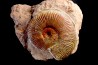 Pseudogrammoceras aff. fallaciosum - TOARCIEN - Carriere Belmont - FRANCE
