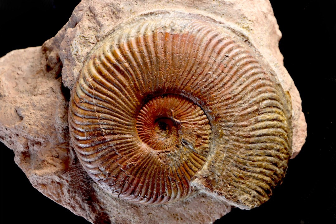 Harpoceras subplanatum - TOARCIEN - Carriere Belmont - LYON - FRANCE