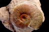 Harpoceras subplanatum - TOARCIEN - Carriere Belmont - LYON - FRANCE