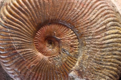 Harpoceras subplanatum - TOARCIEN - Carriere Belmont - LYON - FRANCE