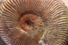Pseudogrammoceras aff. fallaciosum - TOARCIEN - Carriere Belmont - FRANCE