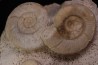 Bloc multi ammonites: Choffatia isaballae, hecticoceras sp., Pseudomelania  callovien   Montreuil Bellay - FRANCE