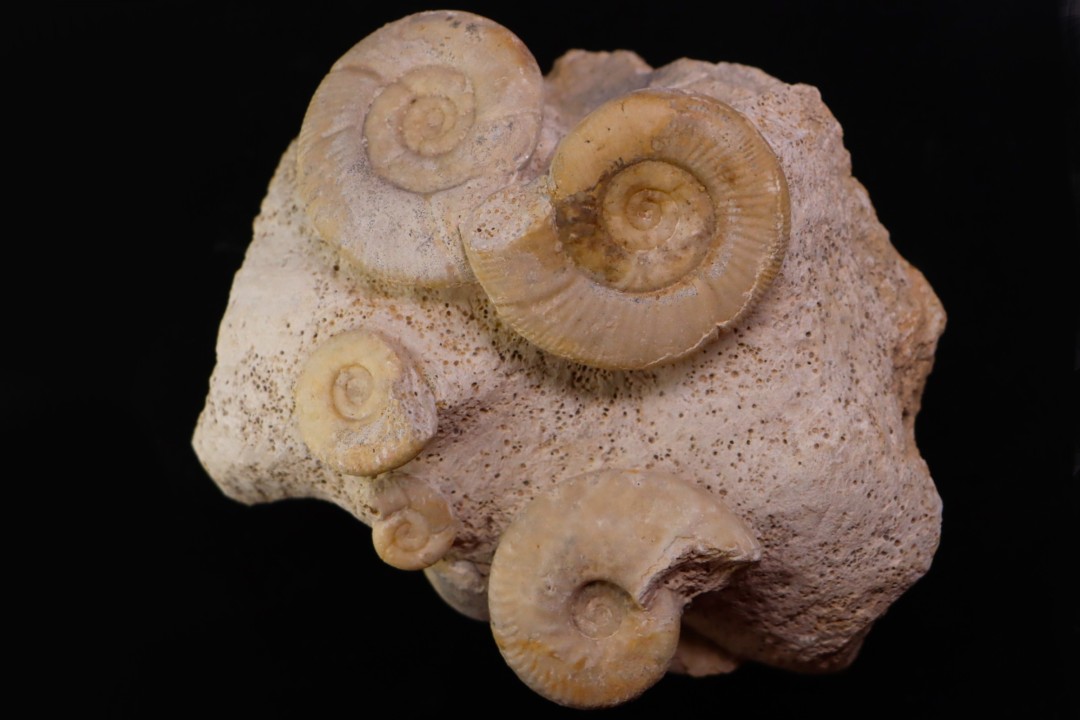 Bloc multi ammonites: Choffatia isaballae, hecticoceras sp., Pseudomelania  callovien   Montreuil Bellay - FRANCE